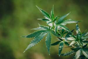 Consume Medical Cannabis Consume Medical Cannabis